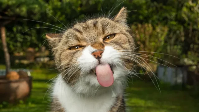 Penelitian terbaru mengungkapkan hasil mengejutkan tentang dampak diet vegan pada kesehatan kucing dibandingkan dengan diet berbasis daging.