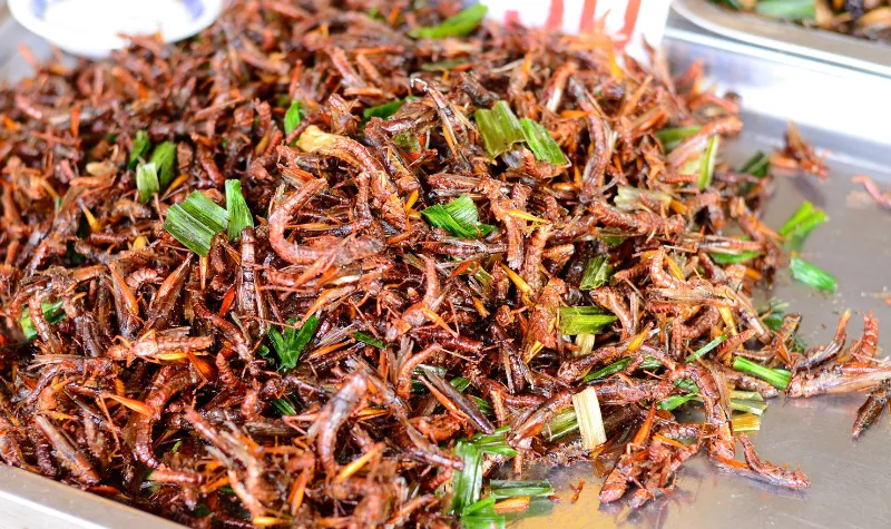 Manfaat Makan Serangga: Meningkatkan Metabolisme Melalui Respons Imun
