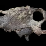 Para ilmuwan menemukan tengkorak predator raksasa yang hidup 40 juta tahun sebelum dinosaurus di Brasil, mengungkap misteri zaman prasejarah.