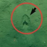 Misteri Jejak Kaki di Laut Dalam Akhirnya Terpecahkan oleh Peneliti
