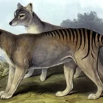 RNA Harimau Tasmania yang Punah Berhasil Diekstrak