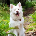 Penelitian Mengungkap Anjing Cenderung Mendengar Suara Wanita