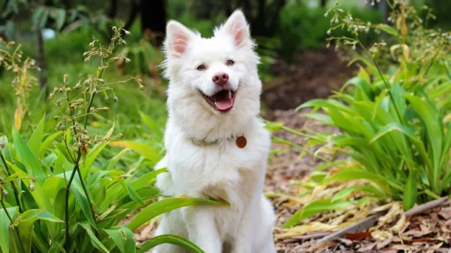 Penelitian Mengungkap Anjing Cenderung Mendengar Suara Wanita