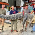 Buaya Raksasa Tertangkap di Mississippi Amerika Serikat