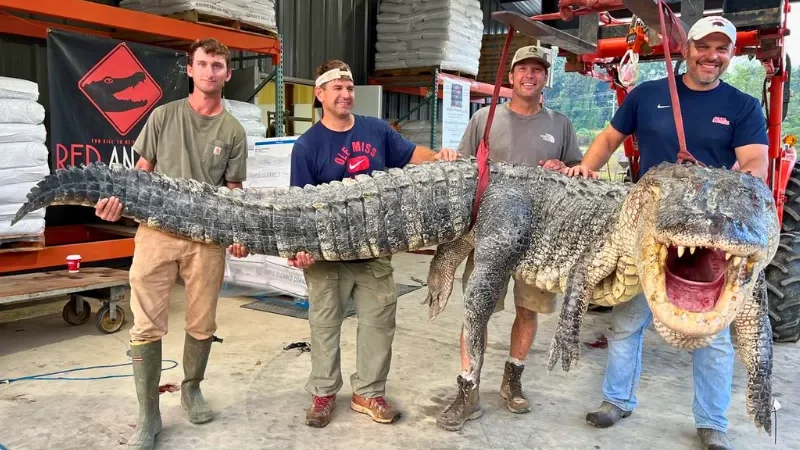 Buaya Raksasa Tertangkap di Mississippi Amerika Serikat