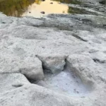 Jejak Dinosaurus Terpanjang di Dunia Terungkap Akibat Kemarau di Taman Negara Texas