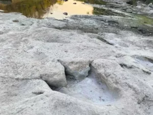 Jejak Dinosaurus Terpanjang di Dunia Terungkap Akibat Kemarau di Taman Negara Texas