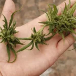 Lebih dari 60 Anak SD Jamaika Dirawat Akibat Konsumsi Permen Ganja