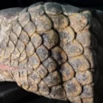 Kepala Ular Raksasa Aztec Ditemukan di Bawah Kota Meksiko Pasca Gempa Bumi