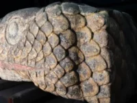 Kepala Ular Raksasa Aztec Ditemukan di Bawah Kota Meksiko Pasca Gempa Bumi