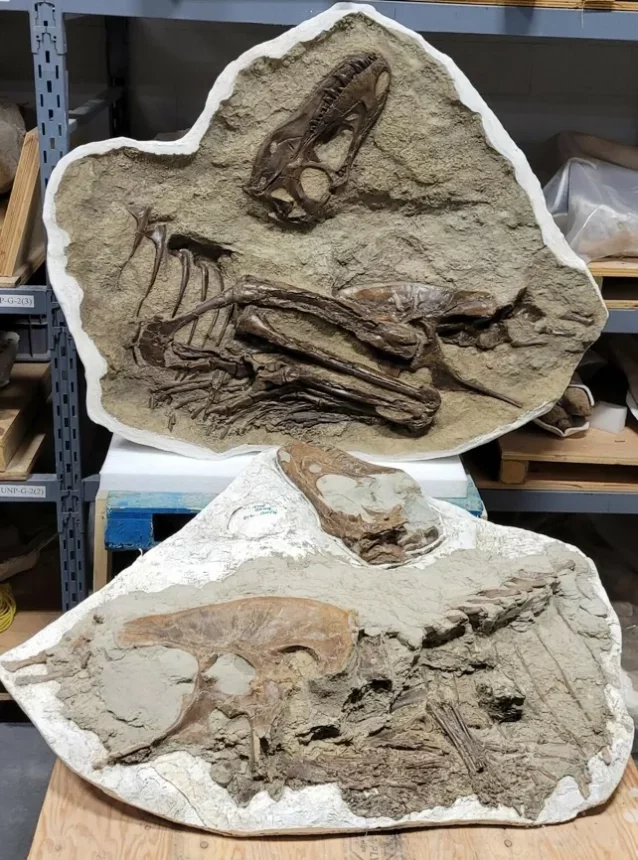 Dari Perut Fosil, Mengungkap Menu Terakhir Dinosaurus Gorgosaurus