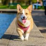 Cekricek.id - Apakah Manusia Bisa Berkomunikasi dengan Anjing Menggunakan Alat?