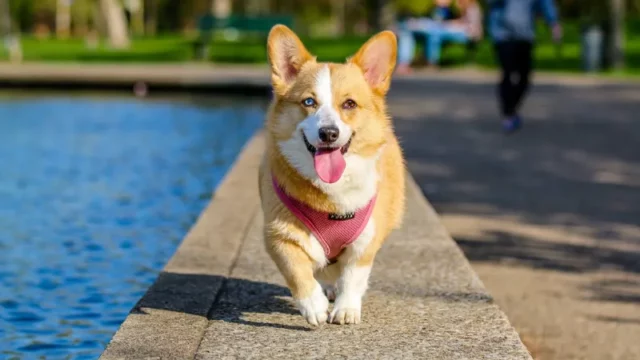 Cekricek.id - Apakah Manusia Bisa Berkomunikasi dengan Anjing Menggunakan Alat?