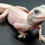 Cekricek.id - Buaya Langka dengan Mata Biru Kristal Menetas di Florida