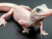 Cekricek.id - Buaya Langka dengan Mata Biru Kristal Menetas di Florida