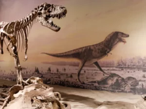 Cekricek.id - Dari Perut Fosil, Mengungkap Menu Terakhir Dinosaurus Gorgosaurus