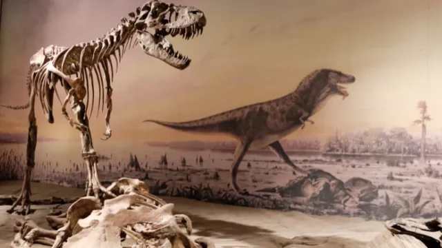 Cekricek.id - Dari Perut Fosil, Mengungkap Menu Terakhir Dinosaurus Gorgosaurus