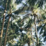 Berita Riau Hari Ini: 1.400 Ha Kebun Kelapa di Inhil dan Pelalawan Akan Replanting Tahun Ini