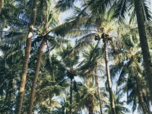 Berita Riau Hari Ini: 1.400 Ha Kebun Kelapa di Inhil dan Pelalawan Akan Replanting Tahun Ini