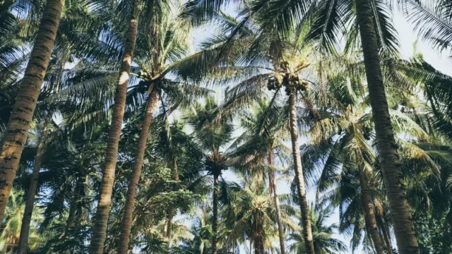 Berita Riau Hari Ini: 1.400 Ha Kebun Kelapa di Inhil dan Pelalawan Akan Replanting Tahun Ini