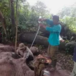 Berita Riau Hari Ini: Polisi Buru Pembunuh Gajah Latih di TNTN