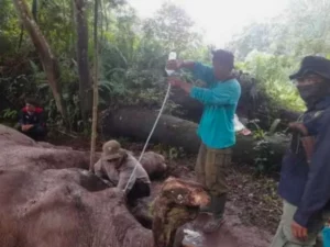 Berita Riau Hari Ini: Polisi Buru Pembunuh Gajah Latih di TNTN
