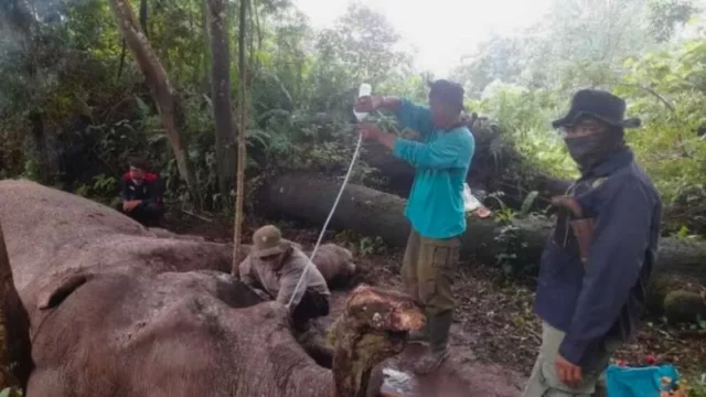 Berita Riau Hari Ini: Polisi Buru Pembunuh Gajah Latih di TNTN