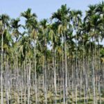 Berita Riau Hari Ini: Harga Pinang Kering di Riau naik Rp30 per Kg pekan ini. Harga komoditas perkebunan lainnya di Riau juga mengalami perubahan.