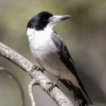 Burung Loggerhead Shrike Menjagal Mangsanya Secara Brutal dengan Menusukkan ke Kawat Berduri