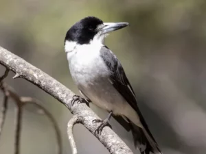 Burung Loggerhead Shrike Menjagal Mangsanya Secara Brutal dengan Menusukkan ke Kawat Berduri