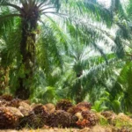Berita Riau Hari Ini: Pekan Ini, Harga Sawit Mitra Swadaya Riau Melonjak Tinggi