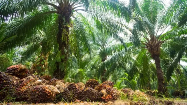 Berita Riau Hari Ini: Pekan Ini, Harga Sawit Mitra Swadaya Riau Melonjak Tinggi