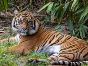 Berita Riau Hari Ini: Harimau Sumatera Muncul di Buton Siak, BBKSDA Riau Lakukan Peninjauan