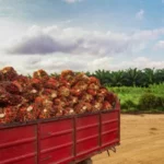 Berita Riau Hari Ini: Tren Peningkatan, Harga Sawit Mitra Plasma di Riau Tembus Rp2.743 per Kilogram