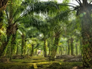 Berita Riau Hari Ini: Gubri Edy Nasution Kumpulkan Perusahaan Sawit di Riau Bahas Konflik Lahan
