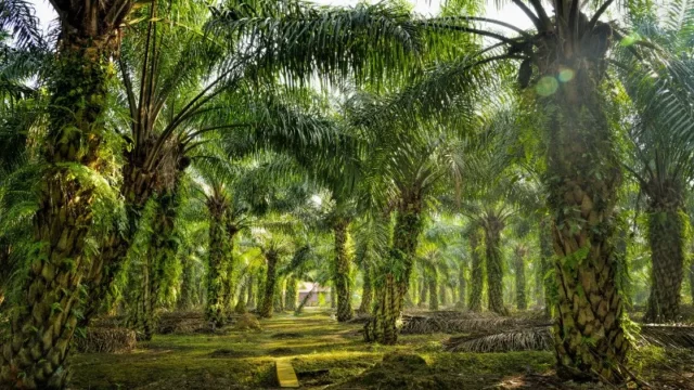 Berita Riau Hari Ini: Gubri Edy Nasution Kumpulkan Perusahaan Sawit di Riau Bahas Konflik Lahan