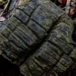 Hutan Bakau Membatu Berusia 23 Juta Tahun Ditemukan di Panama