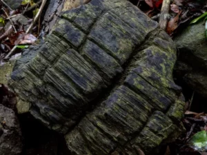 Hutan Bakau Membatu Berusia 23 Juta Tahun Ditemukan di Panama