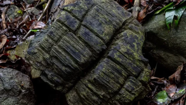 Hutan Bakau Membatu Berusia 23 Juta Tahun Ditemukan di Panama
