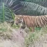 Cekricek.id, Berita Inhu Hari Ini, Berita Riau Hari Ini: Harimau Berkeliaran di Kebun Sawit di Inhu, Warga Diminta Waspada