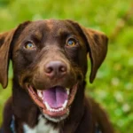 Cekricek, Berita Rokan Hulu Hari Ini dan Berita Riau Hari Ini: Ada Vaksinasi Rabies Gratis di Rohul