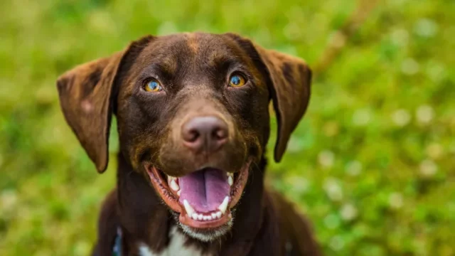 Cekricek, Berita Rokan Hulu Hari Ini dan Berita Riau Hari Ini: Ada Vaksinasi Rabies Gratis di Rohul