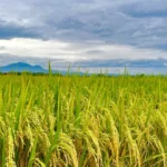 Cekricek, Berita Inhil Hari Ini dan Berita Riau Hari Ini: Pemkab Inhil dan Kodim Bakal Tanam Padi 3.000 Hektar untuk Penguatan Ketahanan Pangan
