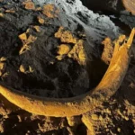 Cekricek.id - Penambang Batu Bara di Dakota Temukan Gading Mamut Berusia Ribuan Tahun