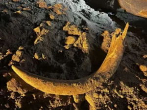 Cekricek.id - Penambang Batu Bara di Dakota Temukan Gading Mamut Berusia Ribuan Tahun