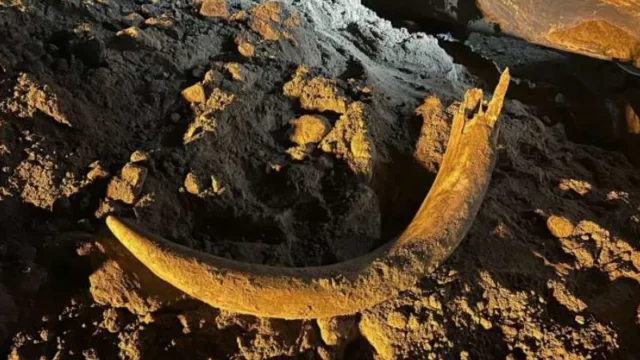 Cekricek.id - Penambang Batu Bara di Dakota Temukan Gading Mamut Berusia Ribuan Tahun