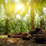 Berita Riau Hari Ini: Harga Sawit Mitra Swadaya Riau Naik