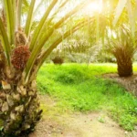 Cekricek.id, Berita Riau Hari Ini: Update Terkini Harga Sawit Mitra Swadaya di Riau: Periode 10-16 Januari 2024