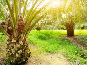 Cekricek.id, Berita Riau Hari Ini: Update Terkini Harga Sawit Mitra Swadaya di Riau: Periode 10-16 Januari 2024