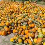 Berita Riau Hari Ini: Harga Pinang di Riau: Minggu Ini Pinang Kering Dihargai Rp4.780per Kg